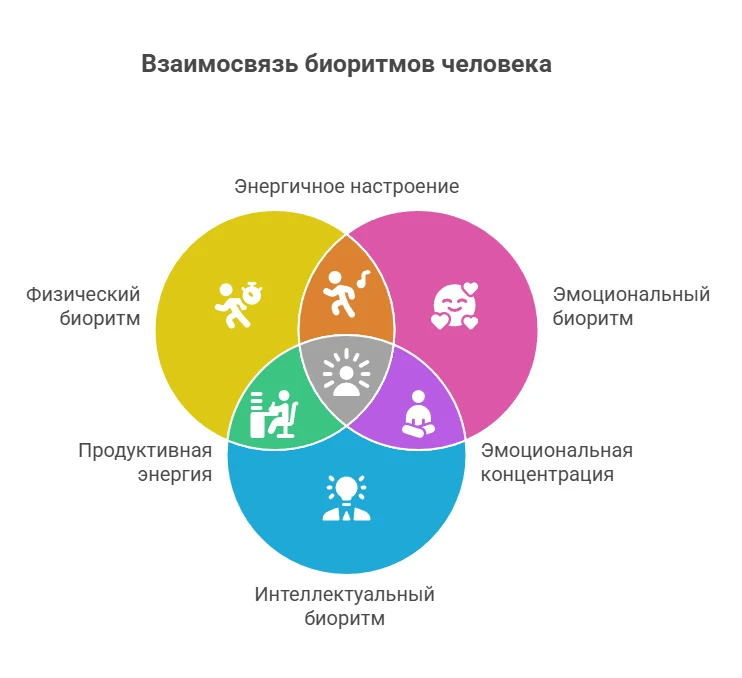 Виды биоритмов человека